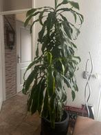 Palm plant, Ophalen, Overige soorten, Minder dan 100 cm