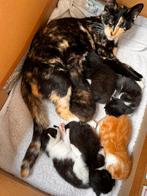 Lieve kittens te koop, Dieren en Toebehoren, Meerdere dieren, Kortharig, 0 tot 2 jaar