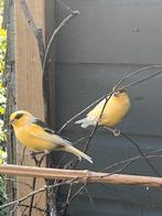 Kanaries te koop, Dieren en Toebehoren, Vogels | Kanaries, Meerdere dieren, Kleurkanarie