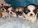 Prachtige Shih Tzu pups, Dieren en Toebehoren, Honden | Chihuahua's en Gezelschapshonden, Rabiës (hondsdolheid), Overige rassen