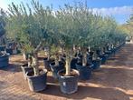 Aanbieding :schitterende olijfbomen met 30/40 cm stamomtrek!, Tuin en Terras, Planten | Bomen, Ophalen of Verzenden, 100 tot 250 cm
