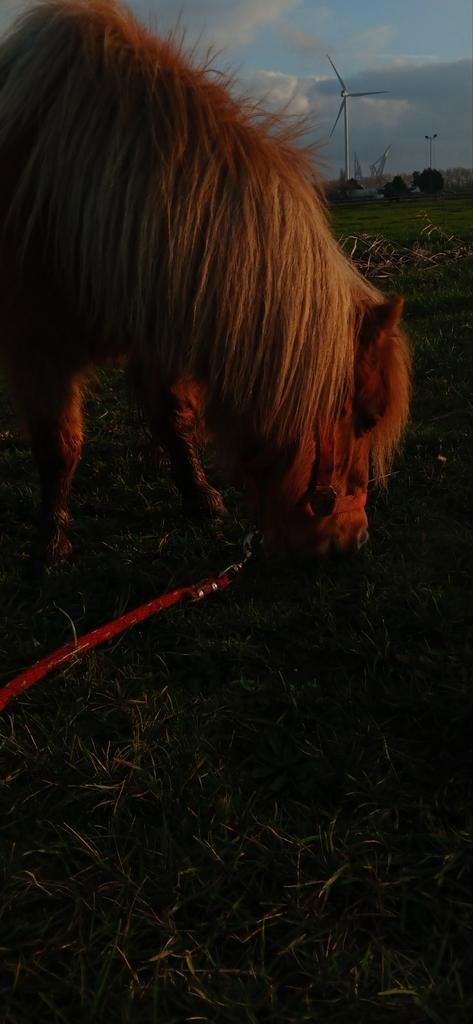 Stalling, weidegang gezocht., Dieren en Toebehoren, Stalling en Weidegang, Stalling, Weidegang