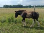 Enorm gaaf Irish Cob / Tinker hengstveulen, Dieren en Toebehoren, Paarden, Hengst, Minder dan 160 cm, 0 tot 2 jaar