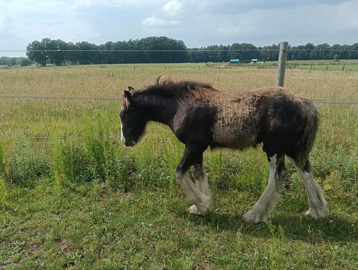 Enorm gaaf Irish Cob / Tinker hengstveulen, Dieren en Toebehoren, Paarden, Hengst, Minder dan 160 cm, 0 tot 2 jaar
