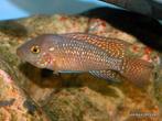 Geophagus brasiliensis, Dieren en Toebehoren, Vissen | Aquariumvissen, Vis, Zoetwatervis