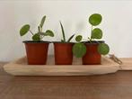 Stekjes Pilea en Sanseveria voor €1, Huis en Inrichting, Kamerplanten, Groene kamerplant, Ophalen, Overige soorten, Minder dan 100 cm