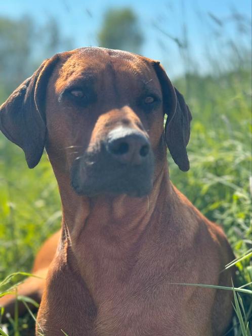 Rhodesian Ridgeback Pups | fijne, lieve en betrouwbare stam, Dieren en Toebehoren, Honden | Beagles, Bassets en Lopende honden