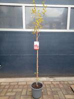 Punica Granatum - Granaatappelboom H: 172 cm., Overige soorten, 100 tot 250 cm, Zomer, Ophalen