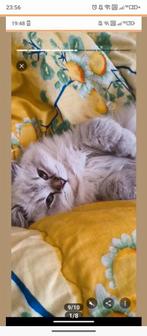 Ragdoll kater van 7 maandjes, Kater, Langharig, 0 tot 2 jaar