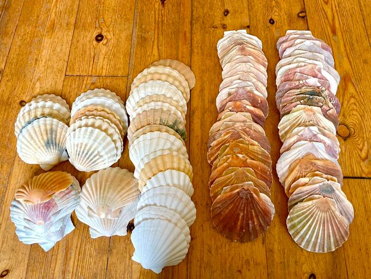 Sint Jacobsschelpen - 35 stuks - Knutselen & Decoratie, Huis en Inrichting, Woonaccessoires | Overige, Zo goed als nieuw, Ophalen of Verzenden