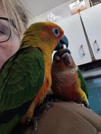 Tamme pyrrhura, Dieren en Toebehoren, Vogels | Parkieten en Papegaaien, Geslacht onbekend, Parkiet, Geringd