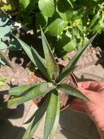 Mangave stek pineapple express, Ophalen of Verzenden, Zomer, Overige soorten, Volle zon