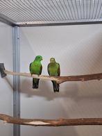 Koppel roodvleugel parkieten split geel.