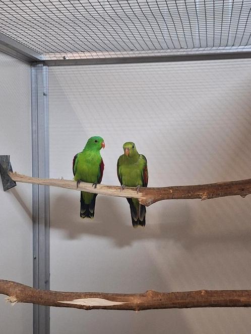 Koppel roodvleugel parkieten split geel., Dieren en Toebehoren, Vogels | Parkieten en Papegaaien