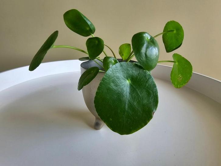 Pannekoekplant inclusief pot keramiek, Huis en Inrichting, Kamerplanten, Minder dan 100 cm, Halfschaduw, Ophalen