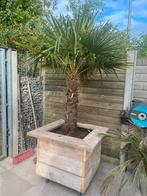 Palmboom inclusief bak op wieltjes, Tuin en Terras, Ophalen of Verzenden, Volle zon, Palmboom, 100 tot 250 cm