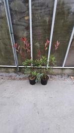 Actie photinia red robin tot 100 cm, Ophalen of Verzenden, Overige soorten, Minder dan 100 cm
