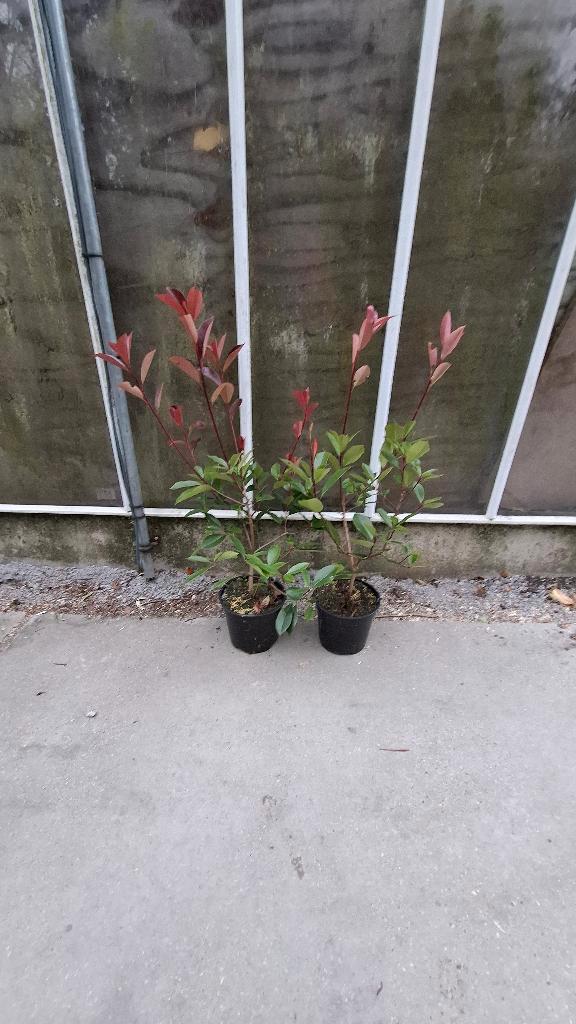 Actie photinia red robin tot 100 cm, Tuin en Terras, Planten | Struiken en Hagen, Overige soorten, Minder dan 100 cm, Ophalen of Verzenden
