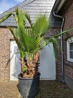 AANBIEDING KORTING 15% DIVERSE MEDITERRANE BOMEN EN PLANTEN, Tuin en Terras, Planten | Bomen, Ophalen of Verzenden, 100 tot 250 cm