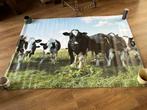 Koeien tuinposter, Verzamelen, Posters, Zo goed als nieuw, Film en Tv, Ophalen