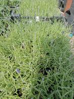 Verschillende vaste planten lavendel heuchera siergras, Halfschaduw, Zomer, Vaste plant, Bodembedekkers