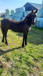 friese paarden, Dieren en Toebehoren, Paarden, Merrie, 0 tot 2 jaar