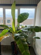 Grote Musa Florida 2 meter hoog, Ophalen, Halfschaduw, 200 cm of meer