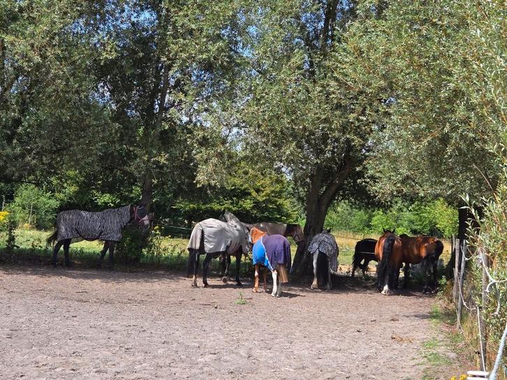 Stalling met weidegang, Dieren en Toebehoren, Stalling en Weidegang, Stalling, Weidegang