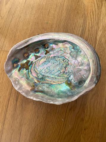 Erg grote Abalone Schelp - beschikbaar voor biedingen