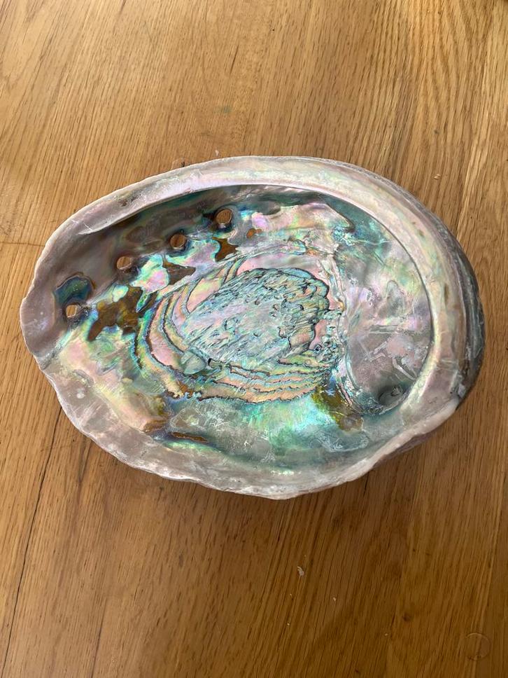 Erg grote Abalone Schelp -, Verzamelen, Mineralen en Fossielen, Schelp(en), Ophalen of Verzenden