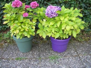 6x Tuinplanten - Hortensia Dwergmispel Berberis - per stuk beschikbaar voor biedingen