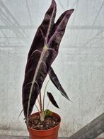 Alocasia Longiloba Purple p10 (2)