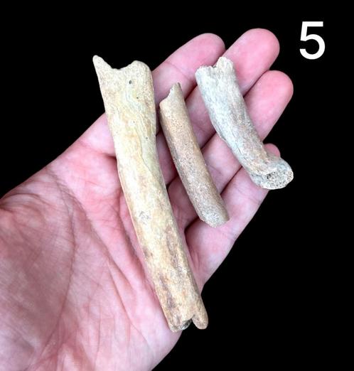 Holenbeer ribben Oostenrijk 5, Verzamelen, Mineralen en Fossielen, Fossiel, Ophalen of Verzenden