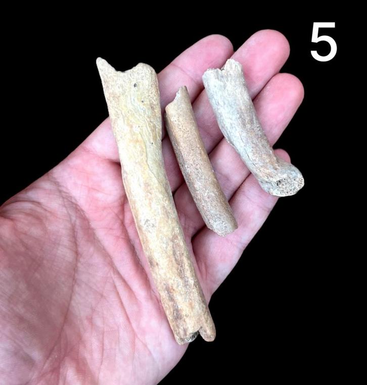 Holenbeer ribben Oostenrijk 5, Verzamelen, Mineralen en Fossielen, Fossiel, Ophalen of Verzenden