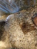 Rattus norvegicus Kleur Rat, Dieren en Toebehoren, Knaagdieren, Juli, Meerdere dieren, Rat