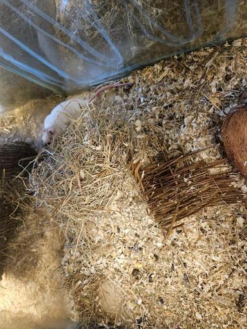 Rattus norvegicus Kleur Rat beschikbaar voor biedingen