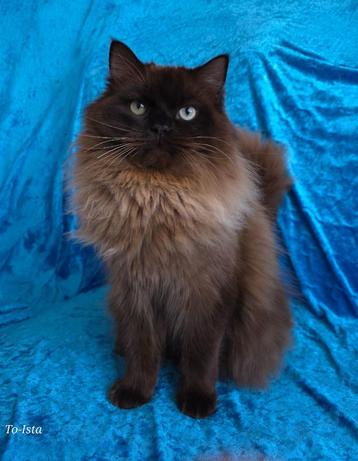 Ragdoll Kater met stamboom (gecastreerd) beschikbaar voor biedingen