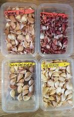 Knoflook pootgoed | Ecologisch, Tuin en Terras, Verzenden, Gehele jaar, Volle zon, Knol