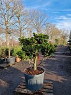 Chamaecyparis obtusa 'Nana' Bonsai - Prachtige Sierplant, Tuin en Terras, Planten | Bomen, In pot, Bloeit niet, Halfschaduw, Minder dan 100 cm