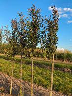 Malus mokum sierappel, Overige soorten, Lente, 250 tot 400 cm, Ophalen