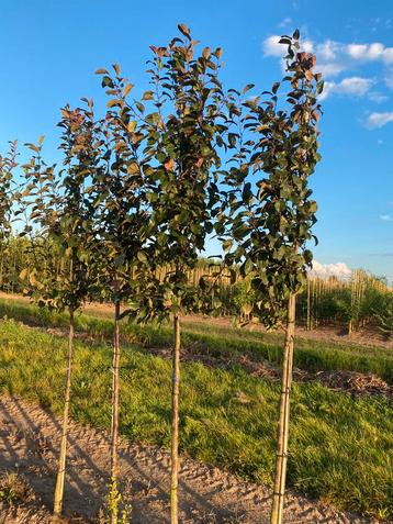 Malus mokum sierappel beschikbaar voor biedingen