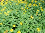 Helianthus vaste zonnebloemplant., Overige soorten, Vaste plant, Ophalen of Verzenden, Halfschaduw