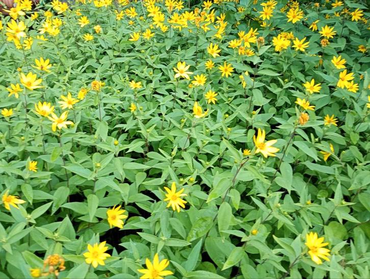 Helianthus vaste zonnebloemplant., Tuin en Terras, Planten | Tuinplanten, Vaste plant, Overige soorten, Halfschaduw, Zomer, Ophalen of Verzenden
