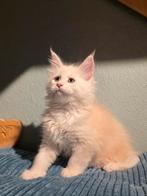 Grote, Raszuivere Maine coon katertje, shaded lijnen, Kater, Gechipt