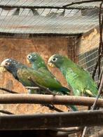 Witkop Pionus, Dieren en Toebehoren, Geslacht onbekend, Papegaai, Geringd