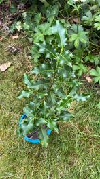 Hulst (Ilex), Overige soorten, Vaste plant, Ophalen of Verzenden, Halfschaduw