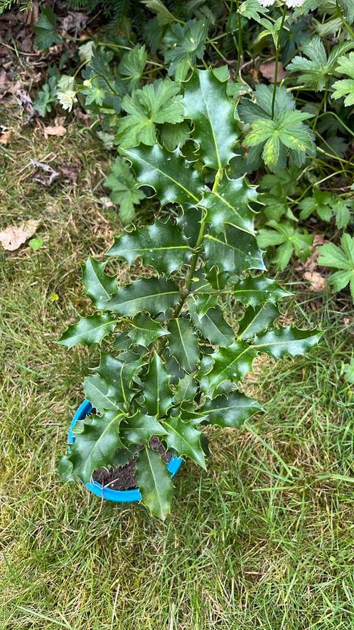 Hulst (Ilex), Tuin en Terras, Planten | Tuinplanten, Vaste plant, Overige soorten, Halfschaduw, Winter, Ophalen of Verzenden