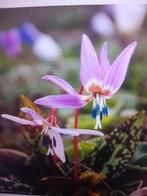 hondstand  Erythomium dc purple king bollen, Tuin en Terras, Bloembollen en Zaden, Ophalen of Verzenden, Voorjaar, Halfschaduw