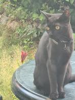 Prachtige poes zoekt een mooi thuis, Dieren en Toebehoren, Katten en Kittens | Raskatten | Korthaar, Poes, Ontwormd