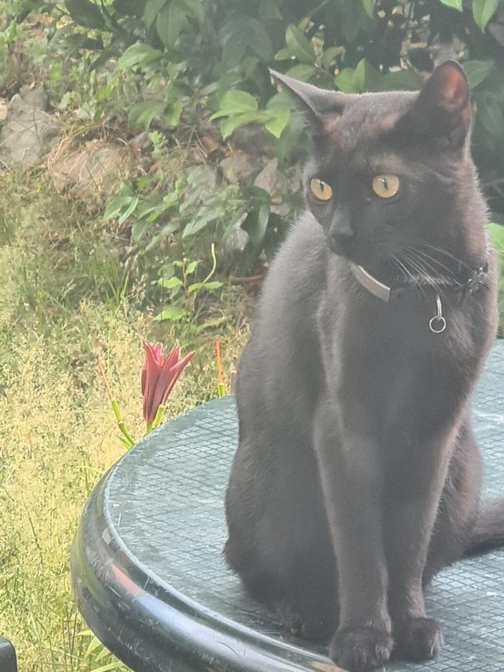 Prachtige 1jarige poes zoekt een mooi thuis, Dieren en Toebehoren, Katten en Kittens | Raskatten | Korthaar, Poes, Ontwormd